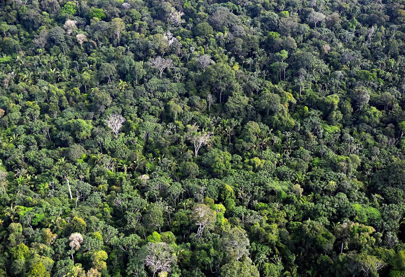 Amazon Rainforest Exploration: A Dive into the World’s Largest Tropical Jungle