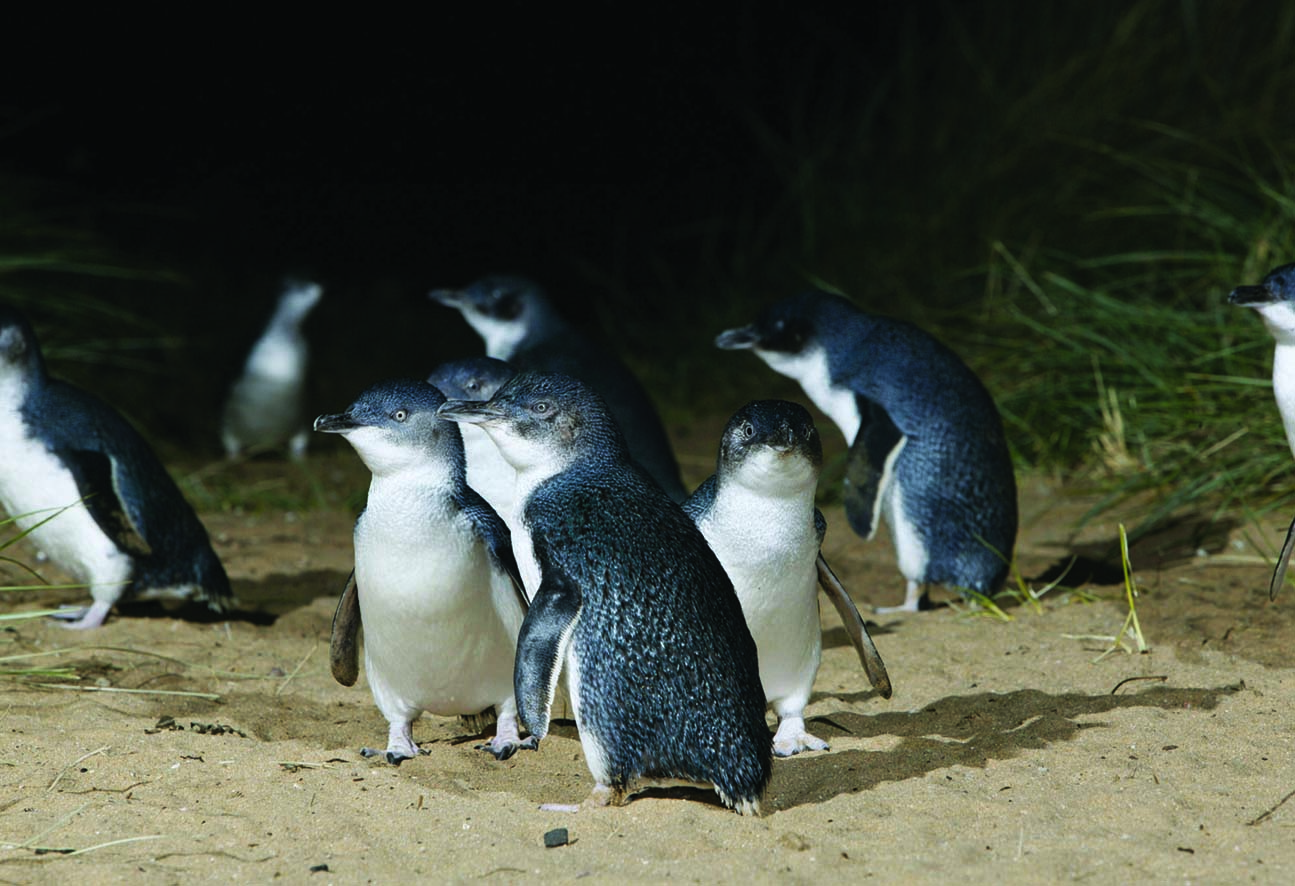 A Penguin Paradise Odyssey: Exploring the Marvels of Phillip Island